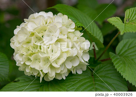 オオデマリ37 40003926