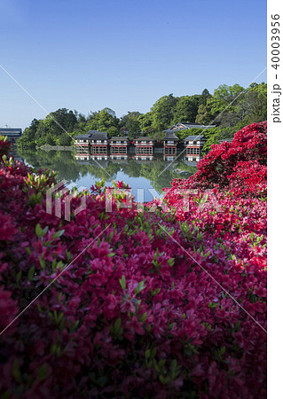 長岡天満宮/八条が池 40003956