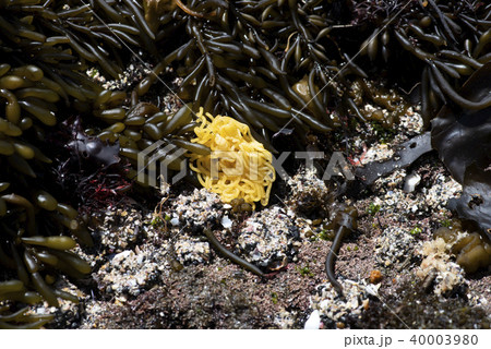 アメフラシの卵のうの写真素材