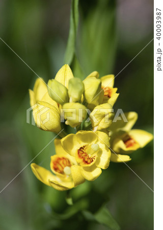 キンラン キンラン 40003987