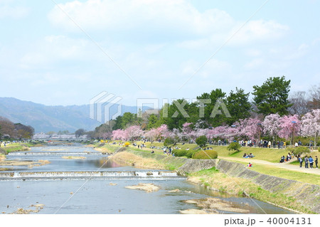 北大路橋から見た賀茂川沿いの桜並木 40004131