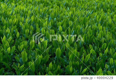 茶畑 新芽収穫前 新茶 Extensive tea plantation in Japan 茶畑 新芽収穫前 新茶 Extensive tea plantation in Japan 40004229