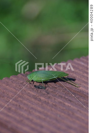 里管巻擬　サトクダマキモドキ 40004289