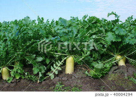 大根畑 大根畑 40004294
