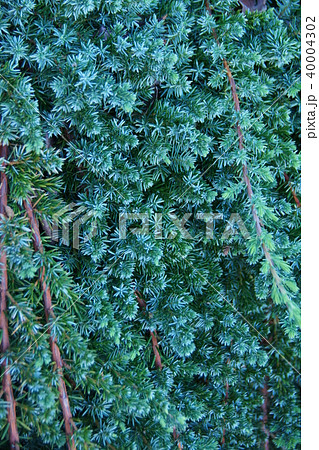 這杜松 ハイネズ 這って伸びる低木のコニファー 這杜松 ハイネズ 這って伸びる低木のコニファー 40004302