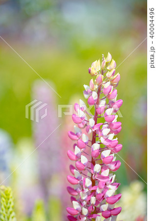 ルピナス 40004496