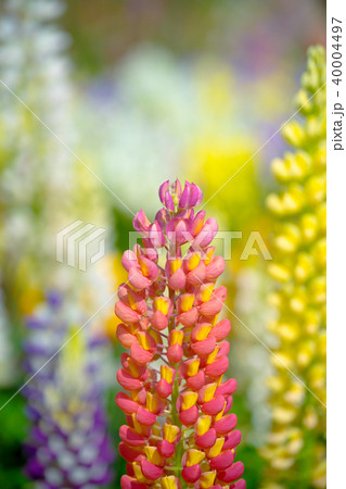 ルピナス ルピナス 40004497