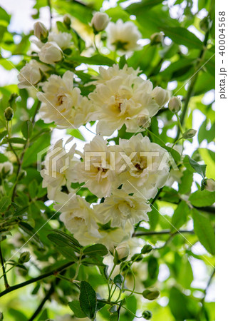 モッコウバラ54 モッコウバラ54 40004568