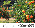 たんかん畑 40004693