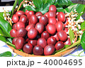 パッションフルーツ 40004695