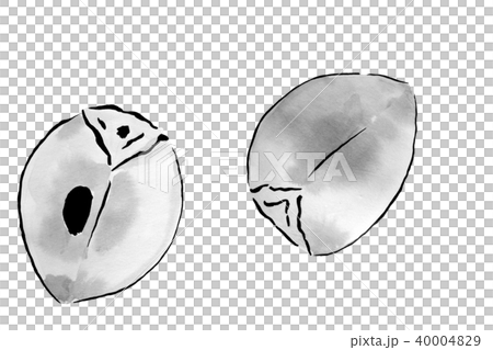 Persimmon ink painting - Stock Illustration [40004829] - PIXTA