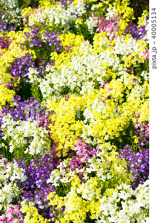 金魚草 金魚草 40005134