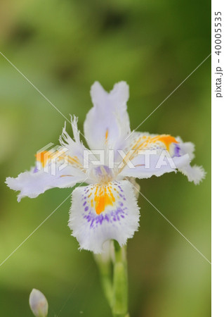 シャガ シャガ 40005535