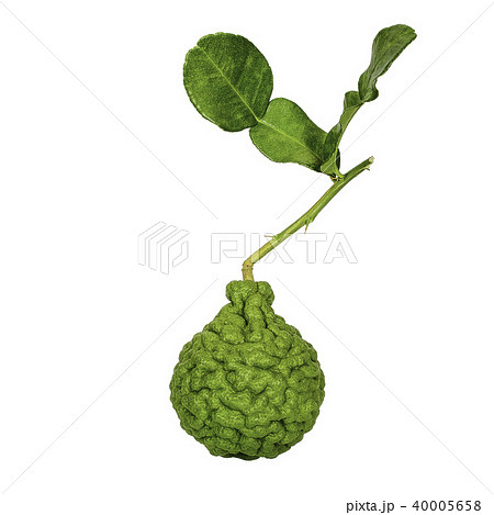 bergamot with shadow effect isolated on white bergamot with shadow effect isolated on white 40005658