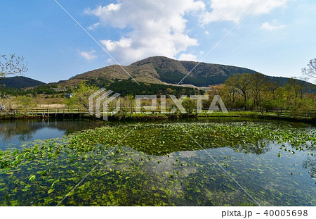 春の箱根湿生花園 40005698