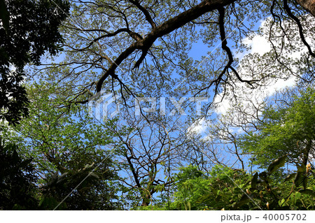 森の中 森の中 40005702