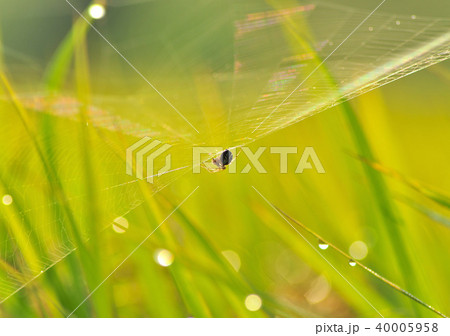 朝日に輝く蜘蛛の巣-19150 40005958