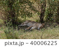 ライオンの昼寝 40006225