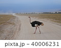 道ゆくダチョウ 40006231