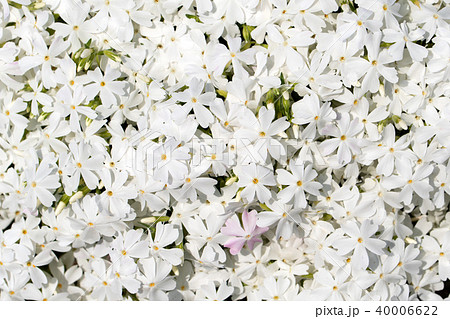 真っ白な芝桜の花と明るい陽射し一面の写真素材