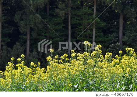菜の花 40007170