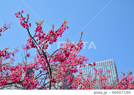 浜離宮恩賜公園のカンヒザクラ 40007190
