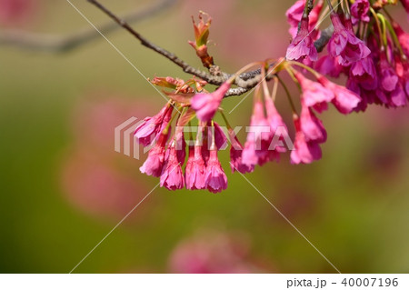 浜離宮恩賜公園のカンヒザクラ 浜離宮恩賜公園のカンヒザクラ 40007196
