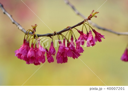 浜離宮恩賜公園のカンヒザクラ 40007201