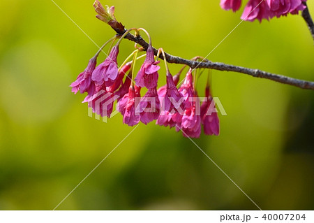 浜離宮恩賜公園のカンヒザクラ 40007204