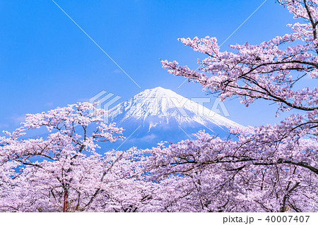 Shizuoka Prefecture >> Mt. Fuji and cherry - Stock Photo