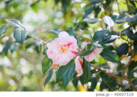ツバキの花 江戸錦の写真素材