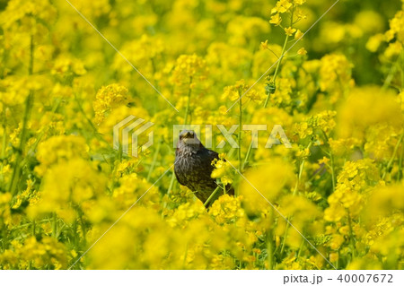 菜の花とヒヨドリ 40007672