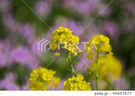 菜の花 40007677