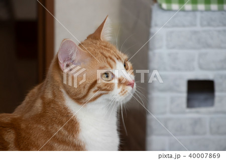 愛らしい茶白ネコ 愛らしい茶白ネコ 40007869