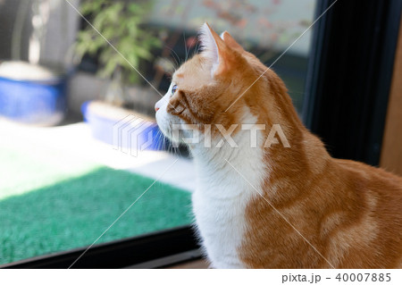 愛らしい茶白ネコ 愛らしい茶白ネコ 40007885