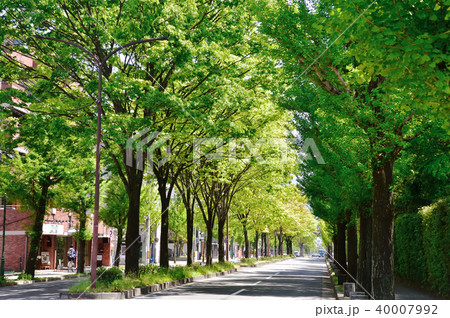 新緑の街路樹 新緑の街路樹 40007992
