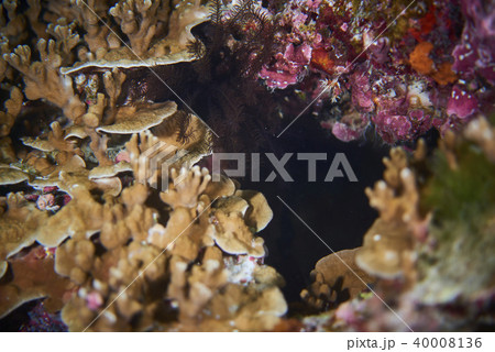 corals 40008136