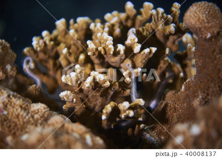 corals 40008137