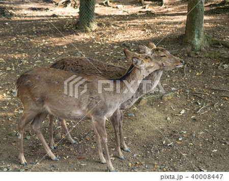 鹿 シカ しか 40008447
