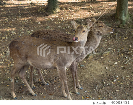 鹿 シカ しか 40008451
