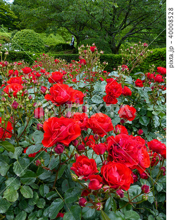 六甲カントリーハウスローズウォーク 六甲カントリーハウスローズウォーク 40008528