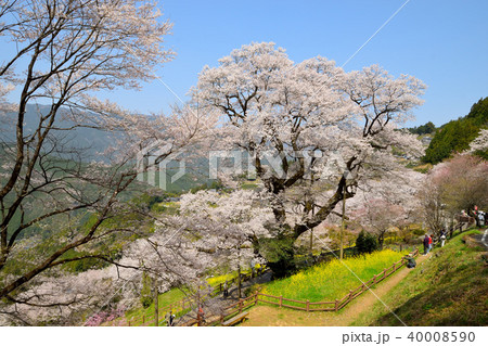 ひょうたん桜 40008590