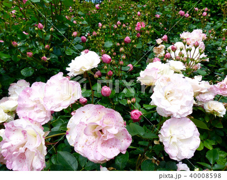 六甲カントリーハウスローズウォーク 40008598