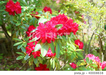 西洋シャクナゲの花 西洋シャクナゲの花 40008638