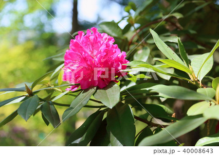 西洋シャクナゲの花 西洋シャクナゲの花 40008643