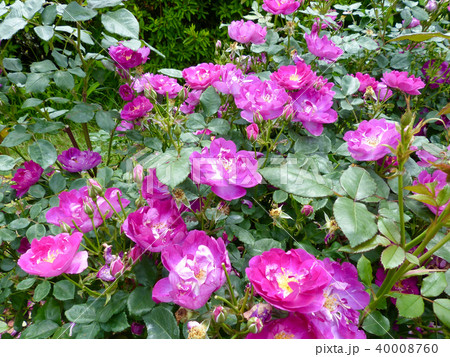 六甲カントリーハウスローズウォーク 40008760