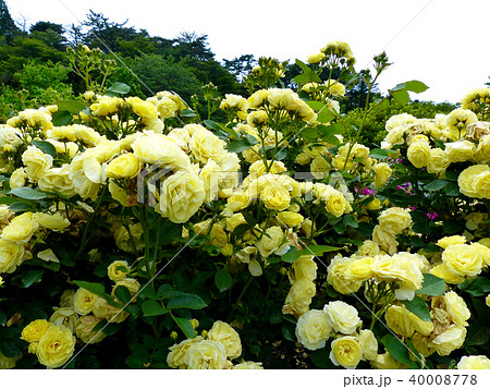 六甲カントリーハウスローズウォーク 六甲カントリーハウスローズウォーク 40008778