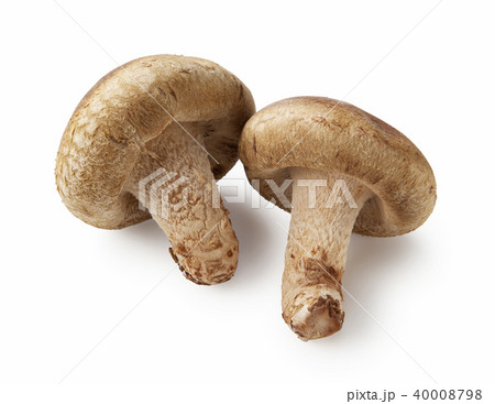 椎茸 椎茸 40008798