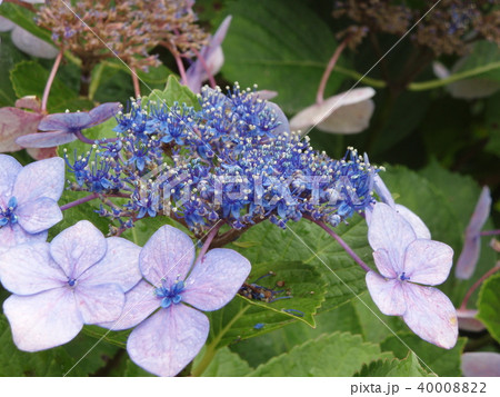 ガクアジサイ 40008822