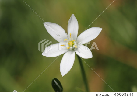 大甘菜 大甘菜 40008844